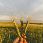 Animal Habitats Student Collaboration Presentation Green (4)